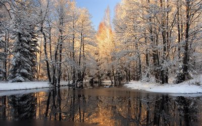 冬, 湖, 雪, 森林, 朝, 傷