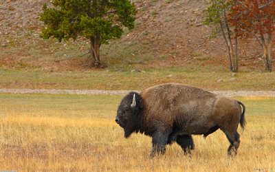 미국 들, bison, 미국 버팔로