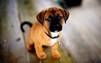 귀여운 강아지, 개, 미국 staffordshire, 테리어, 강아지