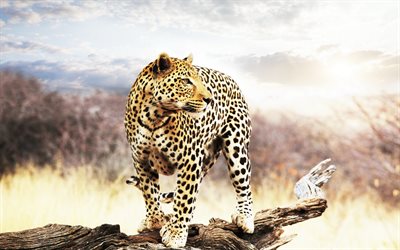 belo animal, leopardo, áfrica, predadores