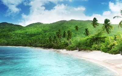 tropik, palmiye ağaçları, kum, plaj, okyanus, sahil