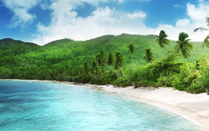 tropics, palm trees, sand, the beach, the ocean, coast