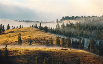 the slopes of the mountains, carpathians, dawn, morning, fog