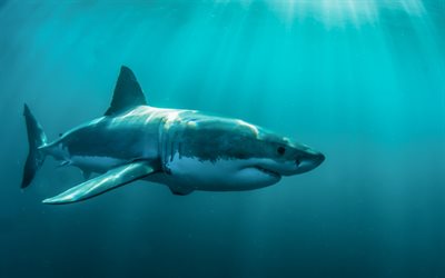 los depredadores, los tiburones, mundo submarino, akuli, tiburón blanco, secuestrar