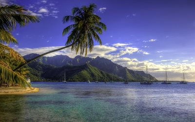 palmiye ağaçları, sahil, yatlar, plaj-maiao, tropik Adası, Fransız Polinezyası