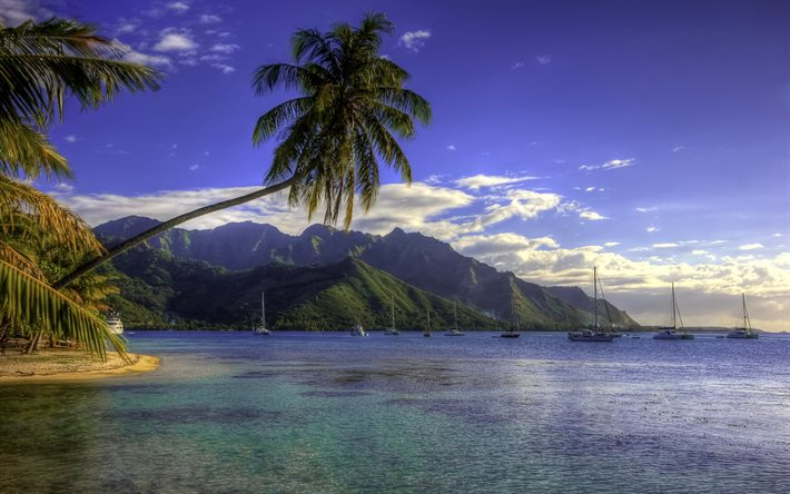 palmiye ağaçları, sahil, yatlar, plaj-maiao, tropik Adası, Fransız Polinezyası