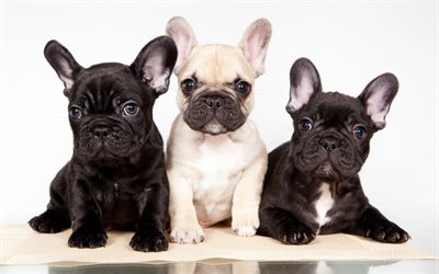 köpekler, sevimli Yavru Köpekler, Fransız bulldog