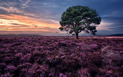गुलाबी क्षेत्र, अकेला पेड़, sidlaw हिल्स, स्कॉटलैंड, siglos
