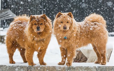 les chiens, le chow chow, neige, hiver, brun chow chow