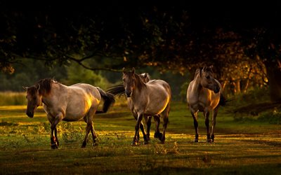 foto di cavalli, tre cavalli, cavalli