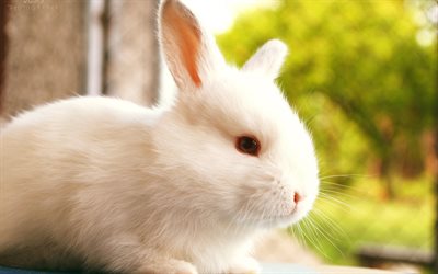 fluffy bunny, photo rabbits, pugnali rabbit