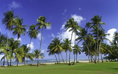 san juan, puerto rico, palmiye ağaçları, yaz