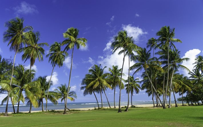 سان خوان, البحر, بورتوريكو, أشجار النخيل, الصيف