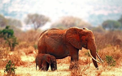 en áfrica, los elefantes, animales, elefante, de la familia de los elefantes