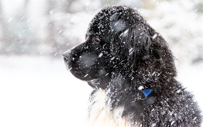newfoundland hund, svart hund, vinter, snö, snöfall, newfoundland, hundkapplöpning, newf, newfy, bra hundar