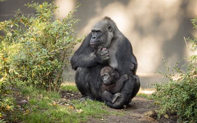 famille de gorilles, 4k, afrique, faune, mère et bébé, gorilles, animaux sauvages, gorille, bokeh
