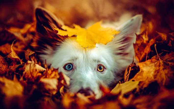 australiano, perro, animales bonitos, perro en hojas de otoño, otoño, hojas amarillas, pastor australiano, mascotas, perros