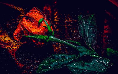 붉은 장미, 물방울, 어둠, 붉은 꽃, 매크로, 장미, 보케, 아름다운 꽃들, 빨간 장미와 그림, 장미와 배경, 확대, 붉은 봉오리