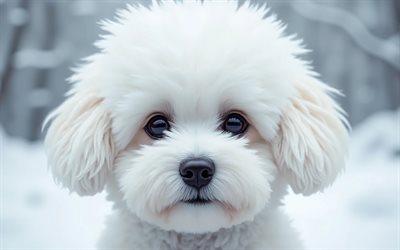 4k, bichon frise, avvicinamento, inverno, bokeh, foresta, cani, museruola, simpatici animali, animali domestici, cane nella foresta, cane bichon frise
