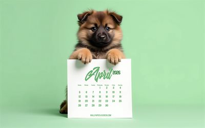 kalender april 2026, 4k, kleiner deutscher schäferhund, hund mit kalender, süßer hund, april kalender, konzepte für 2026, april kalender 2026, grüner hintergrund, hunde