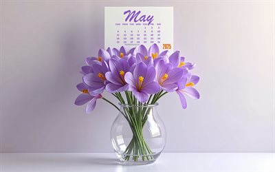 2025 may calendar, bouquet purple crocus, calendario 2025, maggio, fiori 3d crocus, calendario del maggio 2025, calendari della primavera 2025, crocus, bouquet di crocus viola, background con crocus