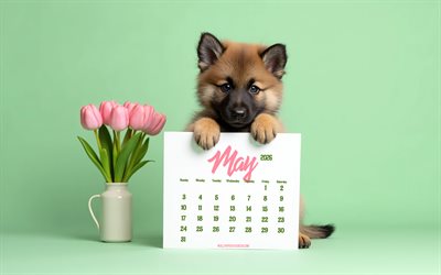 2026 May Calendar, 4k, little German Shepherd, 3D tulips, May 2026 Calendar, German Shepherd with calendar, May calendars, 2026 concepts, May Calendar 2026, dogs, bouquet of pink tulips