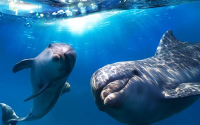 underwater, dolphins, two dolphins, aquatic mammals
