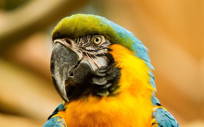 4k, azul y amarillo guacamayo, close-up, bokeh, aves exóticas, colorido loro, ara ararauna, coloridos pájaros, loros, vida silvestre, guacamayo, azul y oro guacamayo, ara