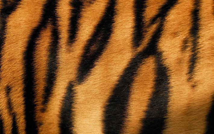 texture de fourrure de tigre, texture de peau de tigre, fond de tigre, texture de tigre, texture de laine, texture de fourrure, tigre, peau de tigre de fond