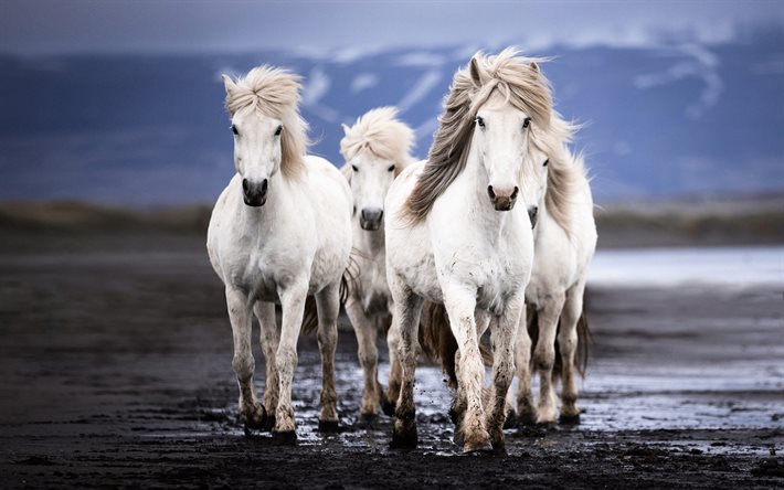 schottische pferde, weiße pferde, clydesdale-pferde, pferdeherde, laufpferde, clydesdale, weiße schottische pferde, schottland, pferde