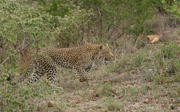4k, leopardi, villieläimet, villikissa, saalistajat, vaaralliset eläimet, leopardi ruohossa, afrikka