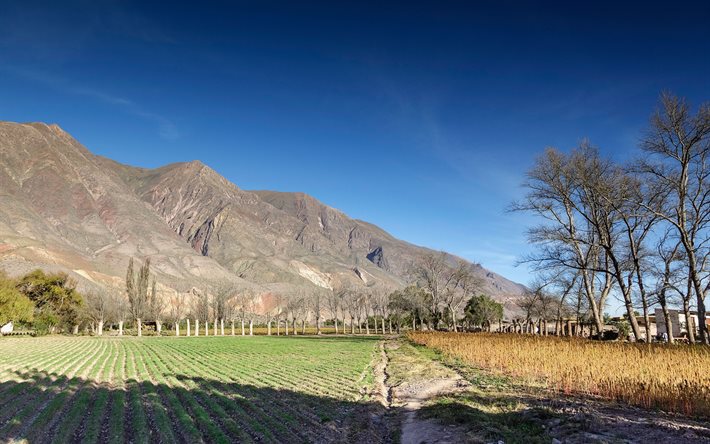 farmland, valley of quebrada de humahuaca, argentina