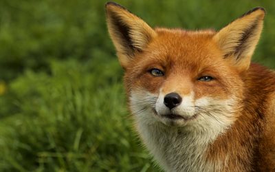 cunning look, fox, wildlife