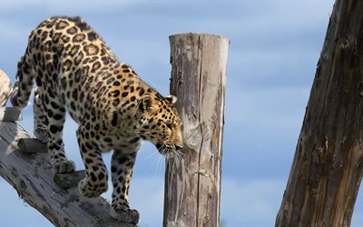 doncaster zoológico, el leopardo del amur, inglaterra