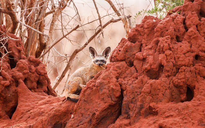 フロッピー-両耳fox, otocyon megalotis, ケニア, アフリカ