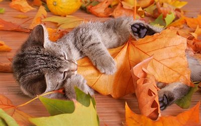les feuilles, l'automne, chaton gris