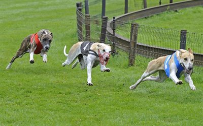 greyhound racing, hanover, germany