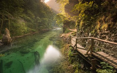 reservat, skog, floden, slovenien