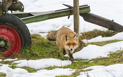la nieve, el remolque, el invierno, sly fox, se cuela