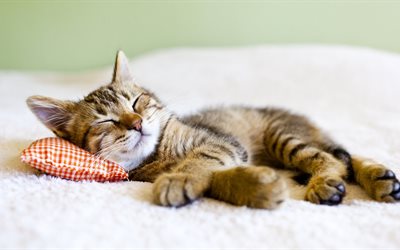 grigio gattino, posa, dormire