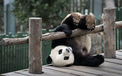 les animaux, le zoo, la panda