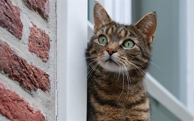 pet cat, window, watches