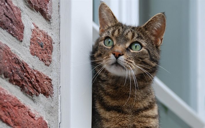pet cat, window, watches