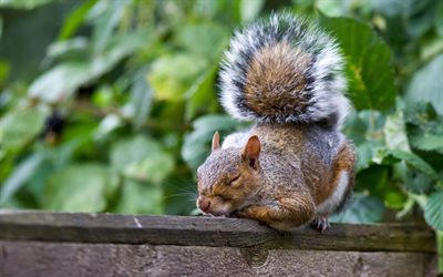 wooden fence, red squirrel, sleeping
