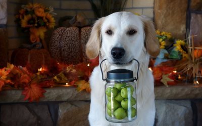 cachorro, animal de estimação, colheita de outono, maçãs
