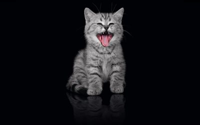 gri kedi, küçük kedi yavrusu