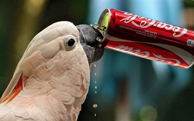 papegoja, törst, coca-cola