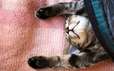 una coperta, un gattino, dormire