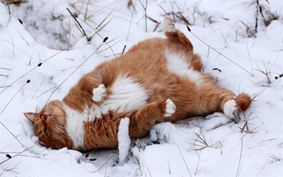 um gato ruivo, neve, mentiras