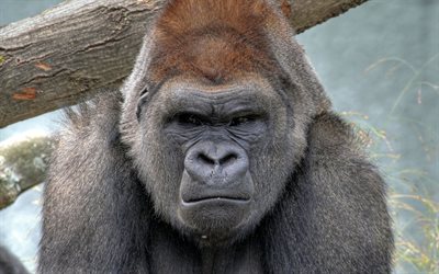 wilde tiere, gorilla, schwere einheiten